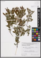 Foto von Salix aurita L. x Salix myrtilloides L.
